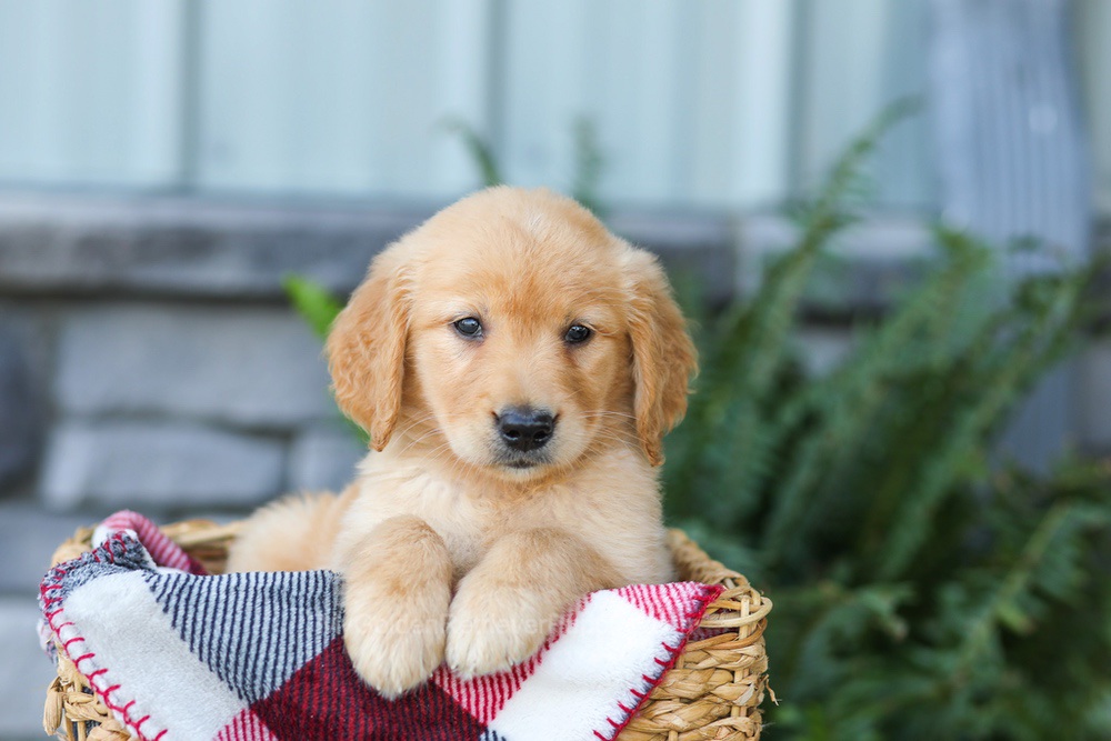Faith Image of Faith, a Golden Retriever puppy