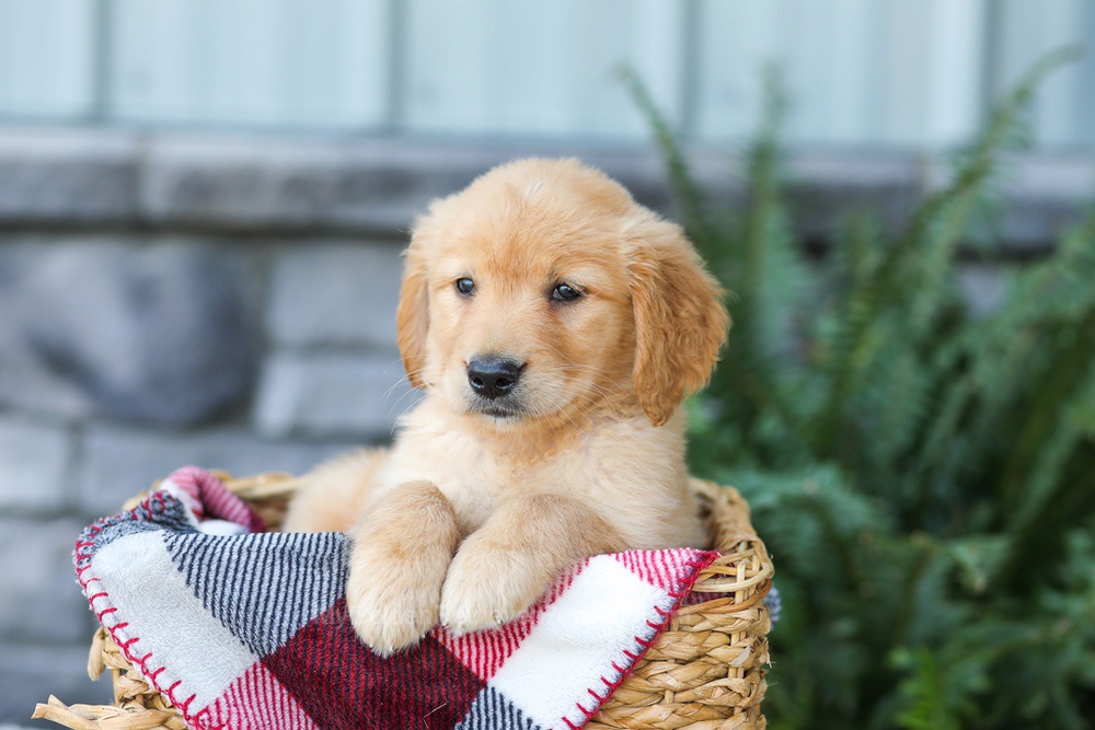 Faith Image of Faith, a Golden Retriever puppy