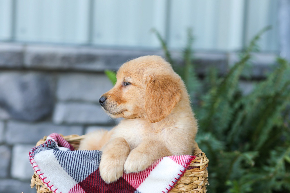 Faith Image of Faith, a Golden Retriever puppy