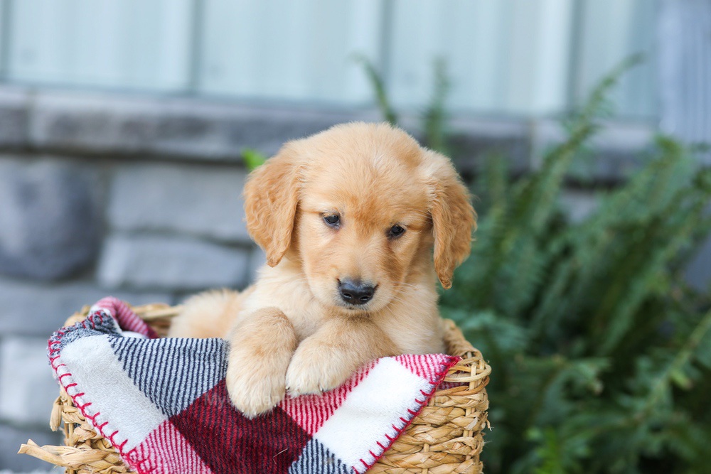 Faith Image of Faith, a Golden Retriever puppy