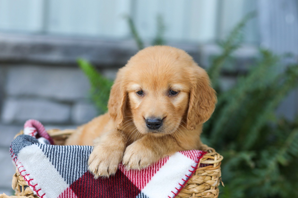 Fancy Image of Fancy, a Golden Retriever puppy