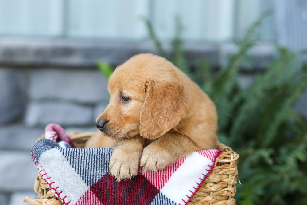 Fancy Image of Fancy, a Golden Retriever puppy