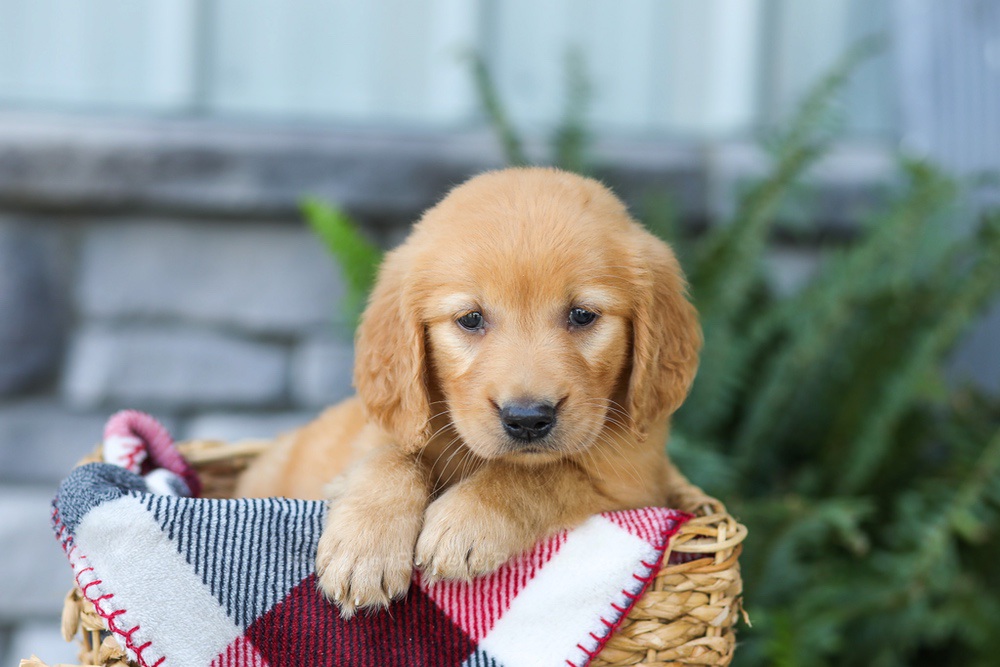 Fancy Image of Fancy, a Golden Retriever puppy