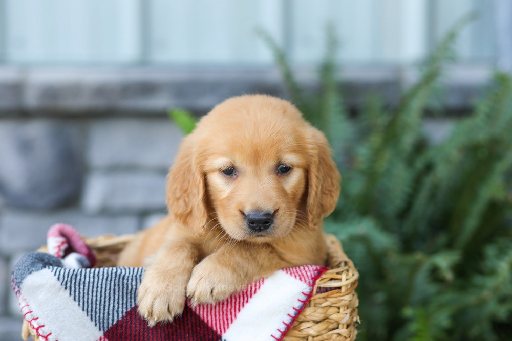 Fancy Image of Fancy, a Golden Retriever puppy