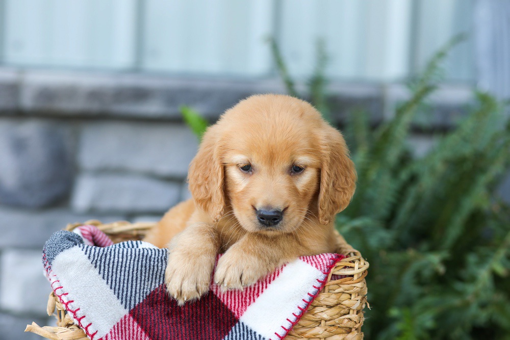 Fancy Image of Fancy, a Golden Retriever puppy