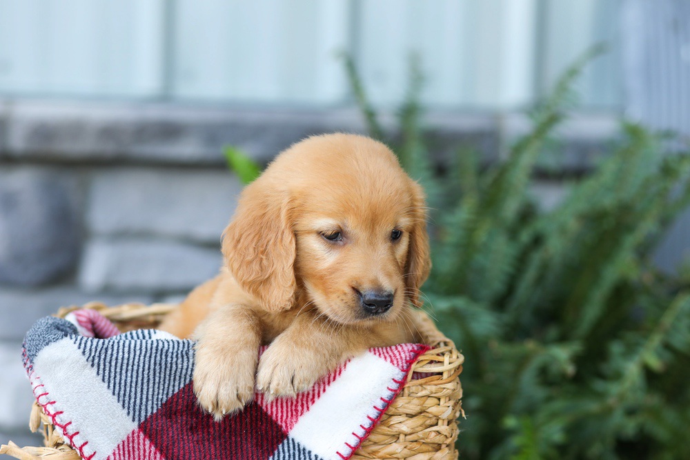 Fancy Image of Fancy, a Golden Retriever puppy