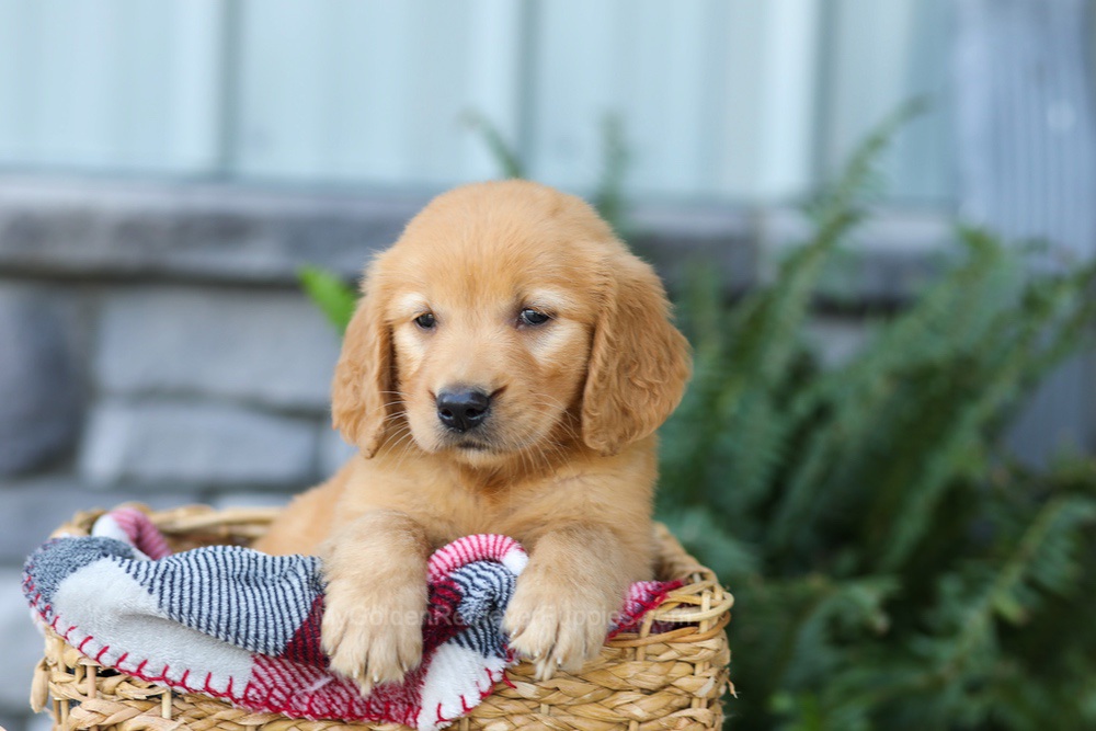Fancy Image of Fancy, a Golden Retriever puppy