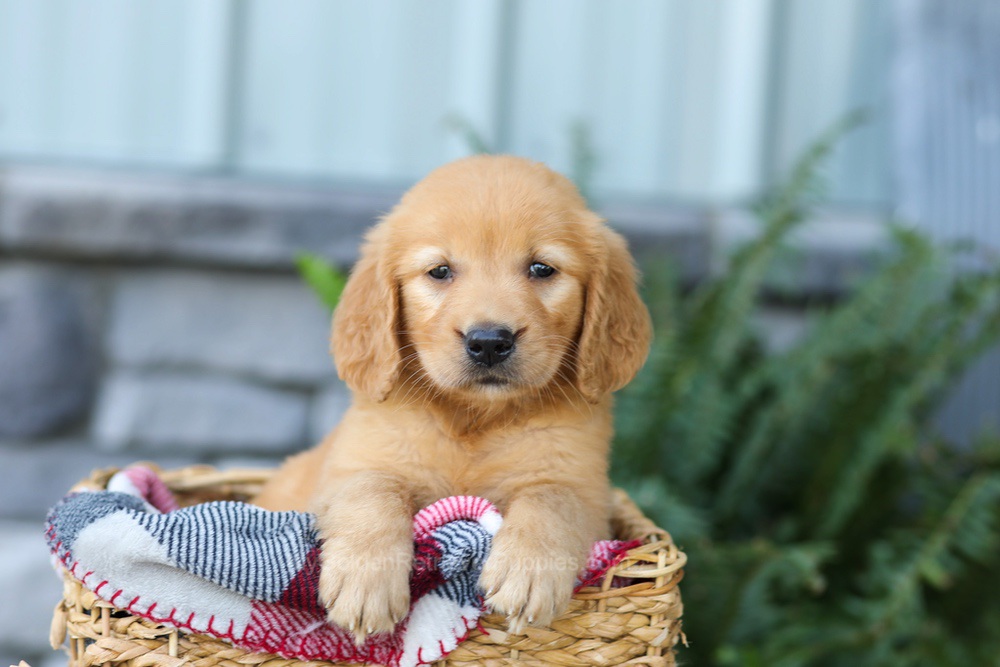 Fancy Image of Fancy, a Golden Retriever puppy