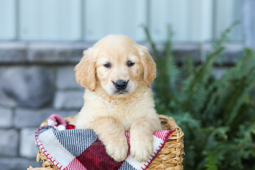 Fern Image of Fern, a Golden Retriever puppy