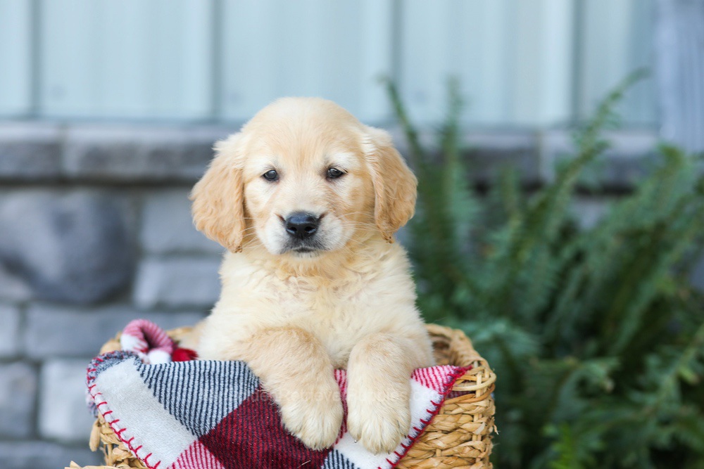 Fern Image of Fern, a Golden Retriever puppy