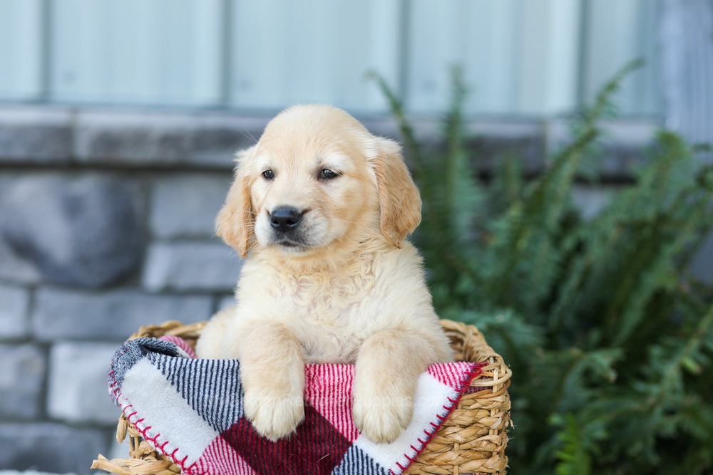 Fern Image of Fern, a Golden Retriever puppy