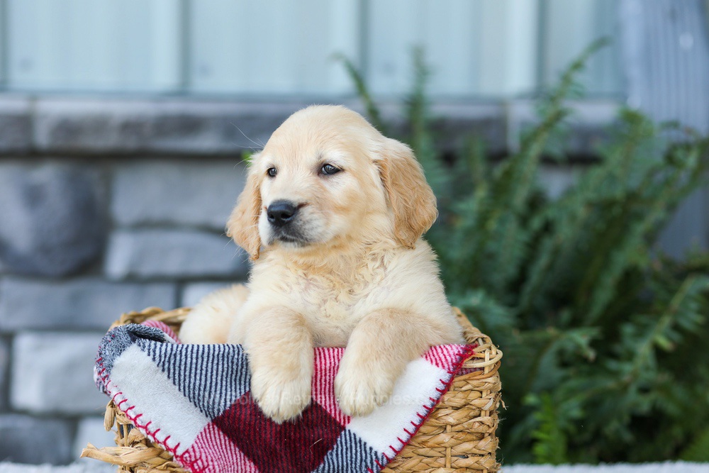 Fern Image of Fern, a Golden Retriever puppy