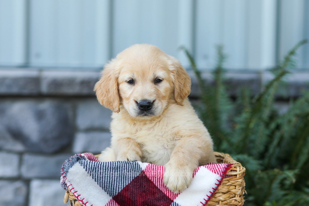 Fern Image of Fern, a Golden Retriever puppy