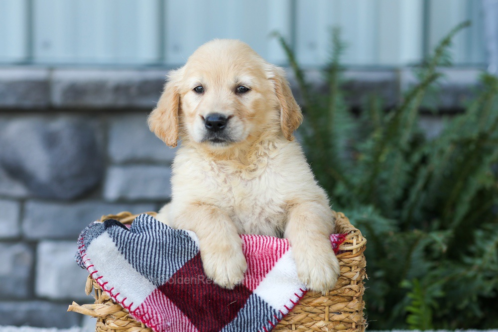 Fern Image of Fern, a Golden Retriever puppy