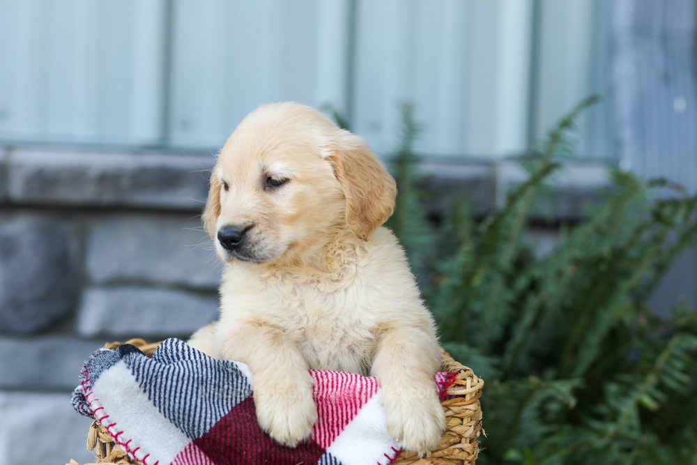 Fern Image of Fern, a Golden Retriever puppy