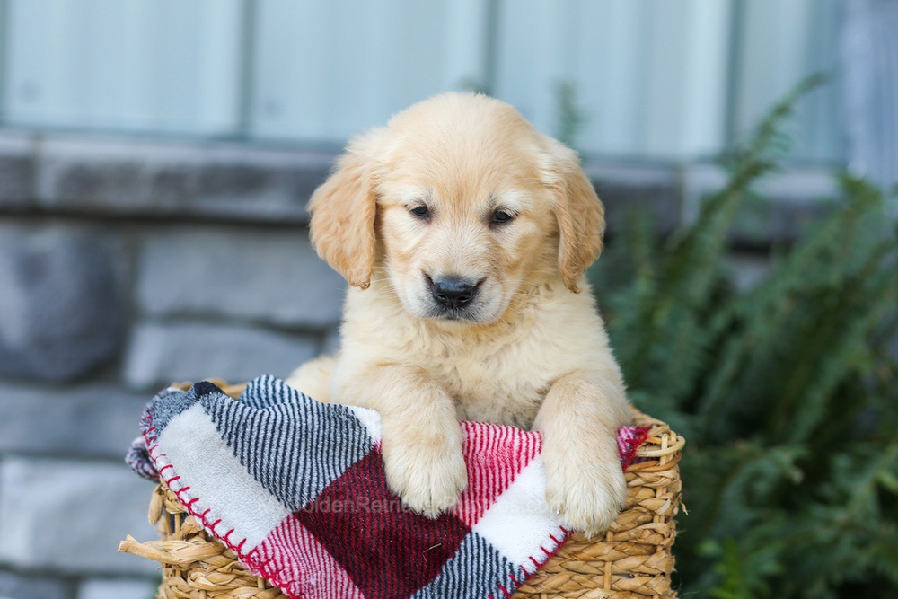 Fern Image of Fern, a Golden Retriever puppy