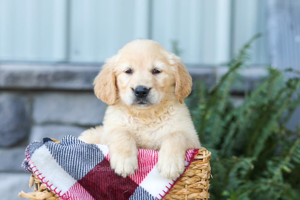 Fern Image of Fern, a Golden Retriever puppy