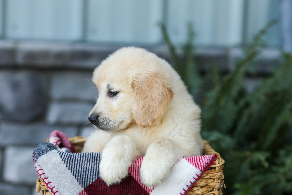 Forest Image of Forest, a Golden Retriever puppy