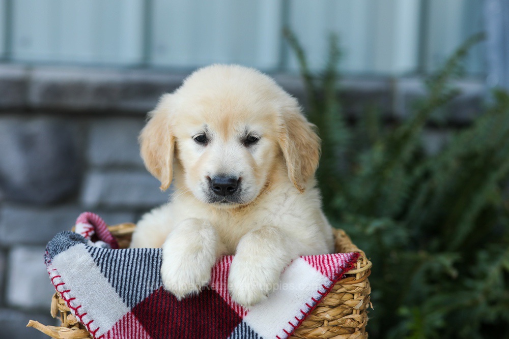 Forest Image of Forest, a Golden Retriever puppy