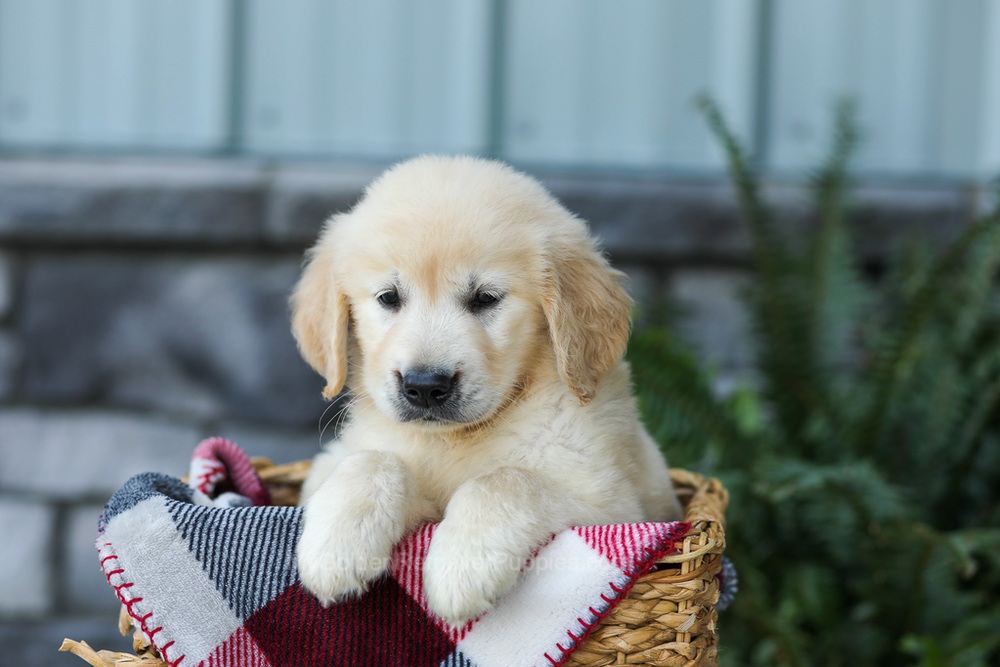 Forest Image of Forest, a Golden Retriever puppy