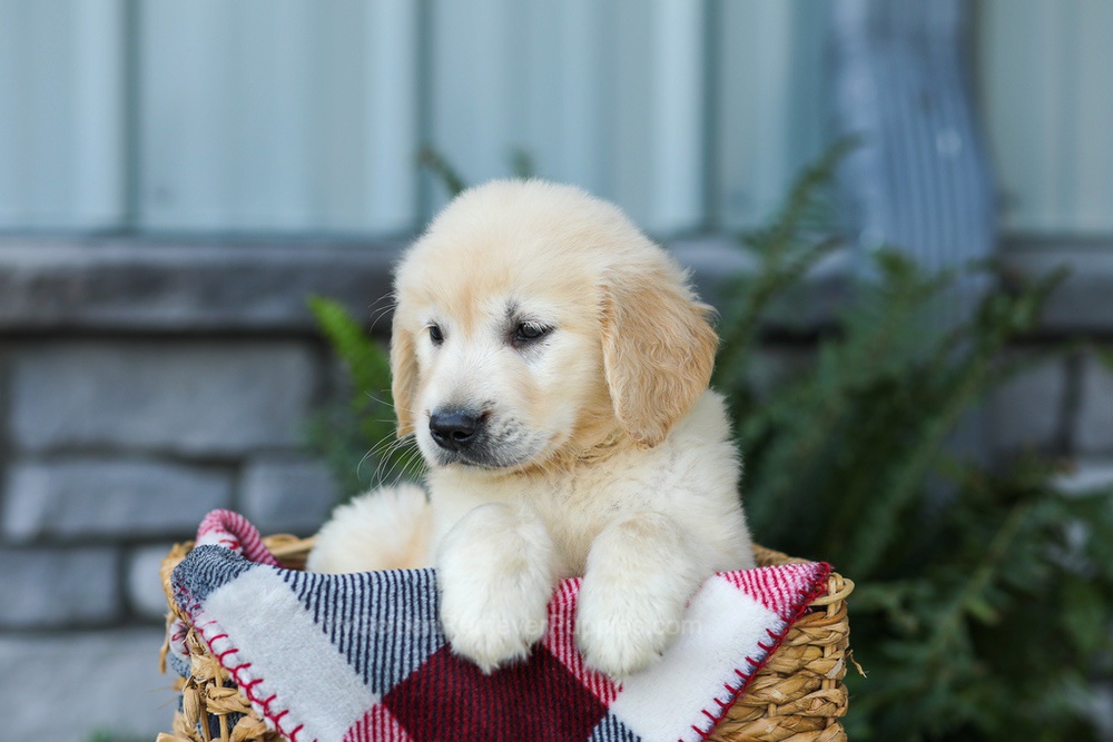 Forest Image of Forest, a Golden Retriever puppy