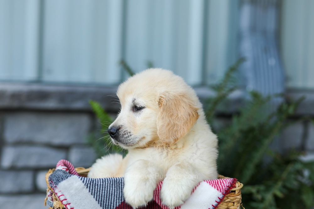 Forest Image of Forest, a Golden Retriever puppy