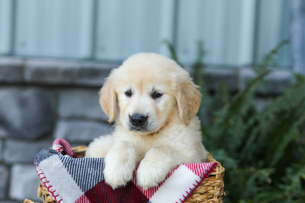 Forest Image of Forest, a Golden Retriever puppy