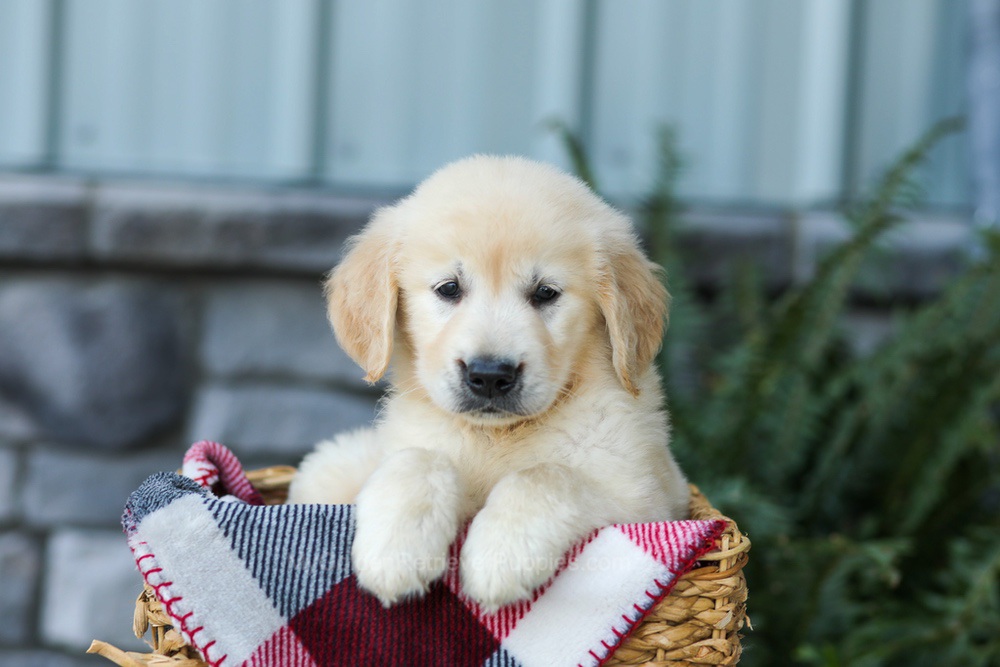 Forest Image of Forest, a Golden Retriever puppy