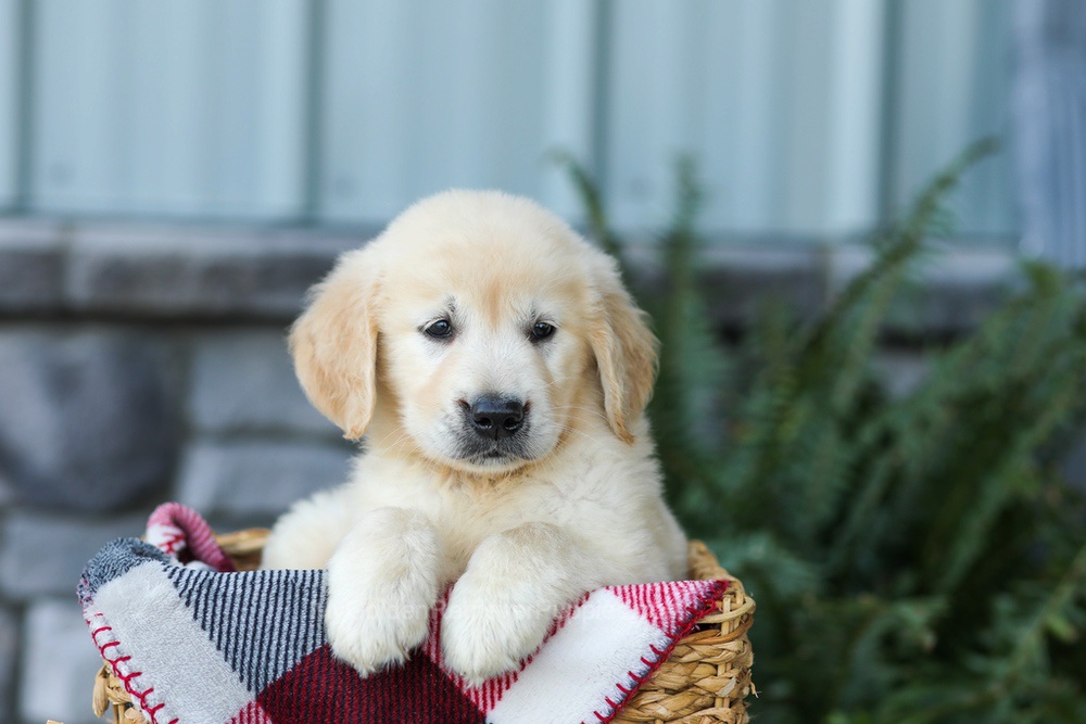 Forest Image of Forest, a Golden Retriever puppy