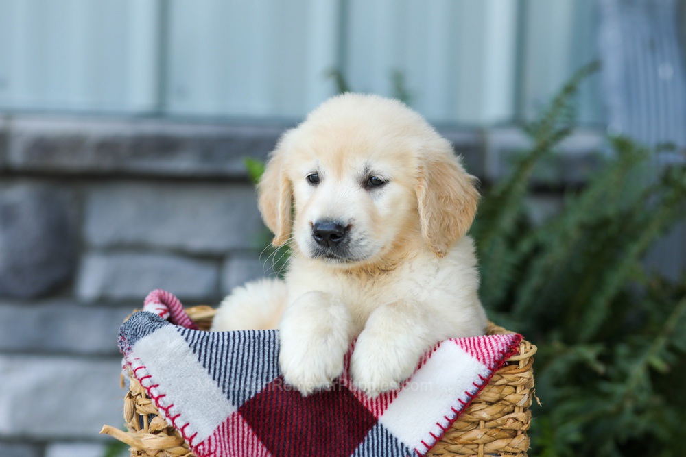 Forest Image of Forest, a Golden Retriever puppy