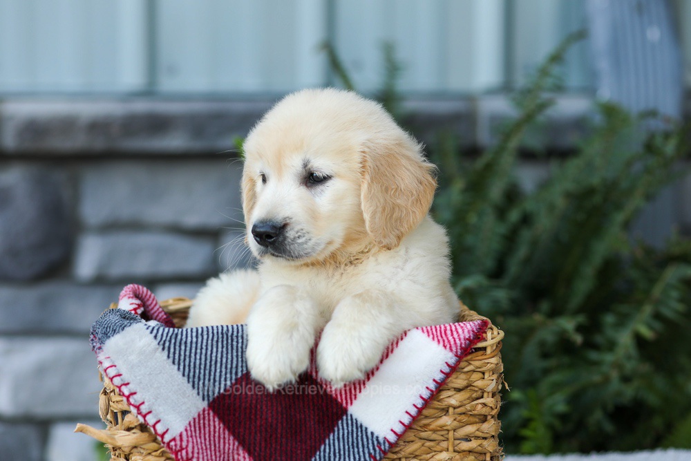 Forest Image of Forest, a Golden Retriever puppy