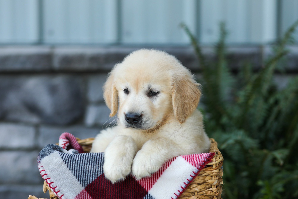 Forest Image of Forest, a Golden Retriever puppy