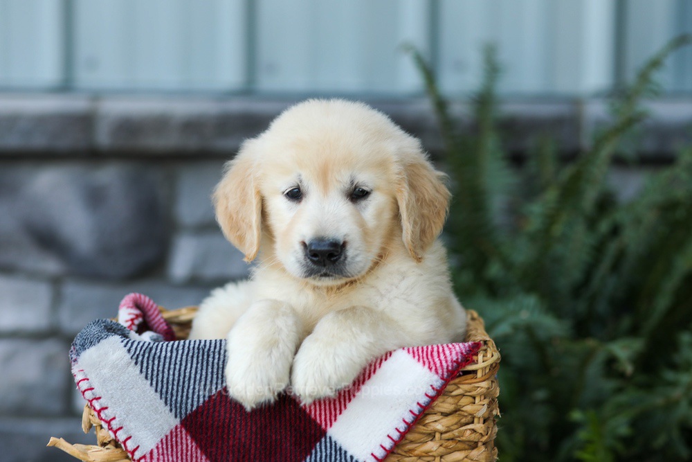 Forest Image of Forest, a Golden Retriever puppy