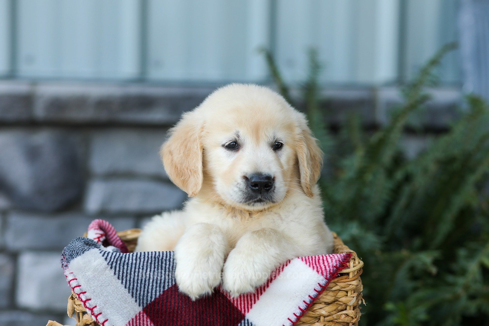 Forest Image of Forest, a Golden Retriever puppy