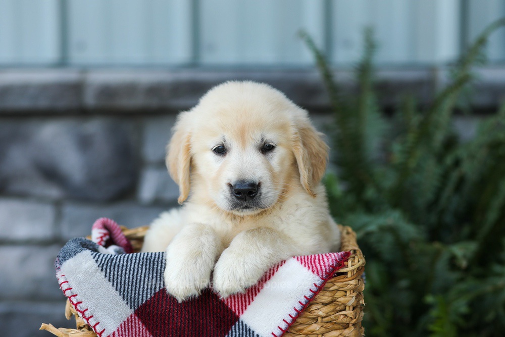 Forest Image of Forest, a Golden Retriever puppy