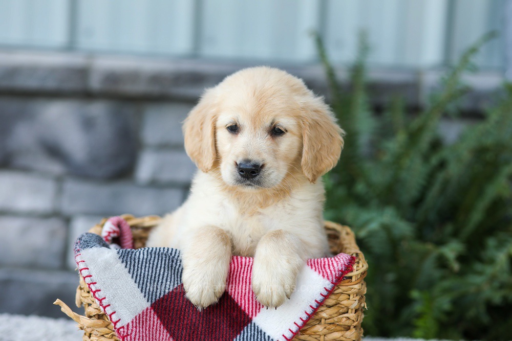 Frank Image of Frank, a Golden Retriever puppy