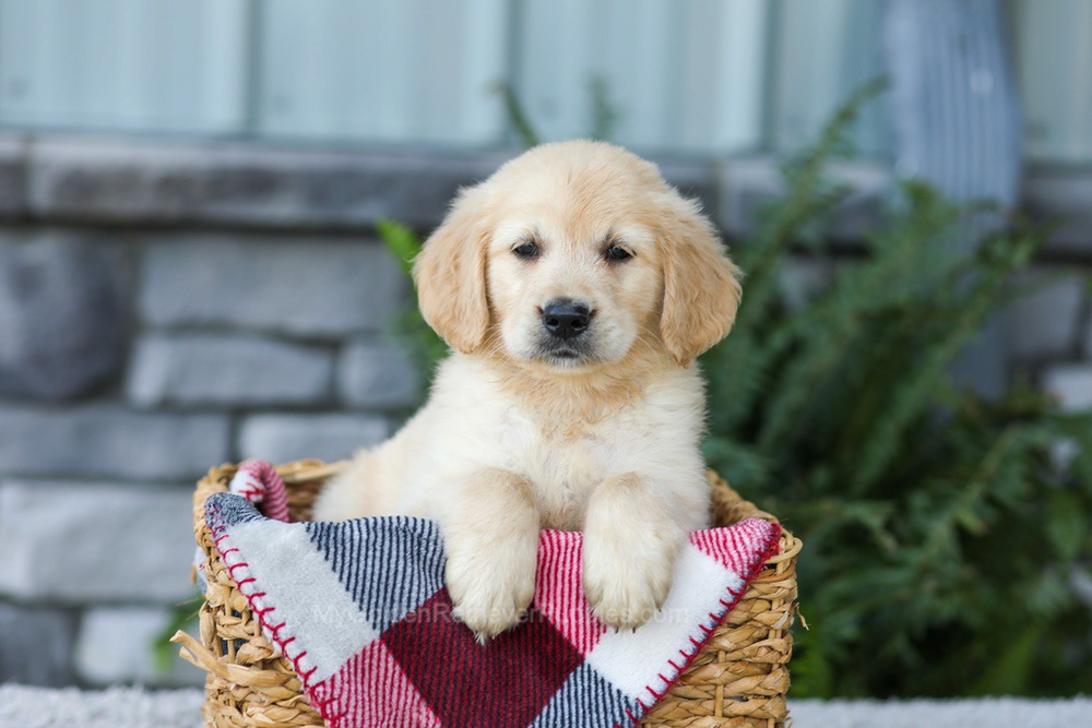Frank Image of Frank, a Golden Retriever puppy