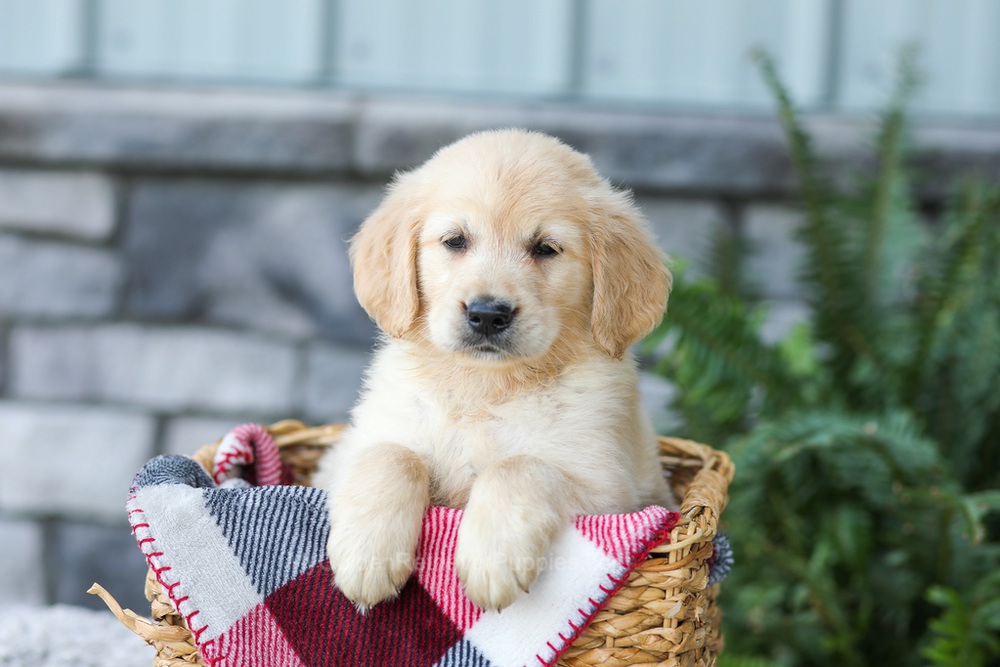 Frank Image of Frank, a Golden Retriever puppy