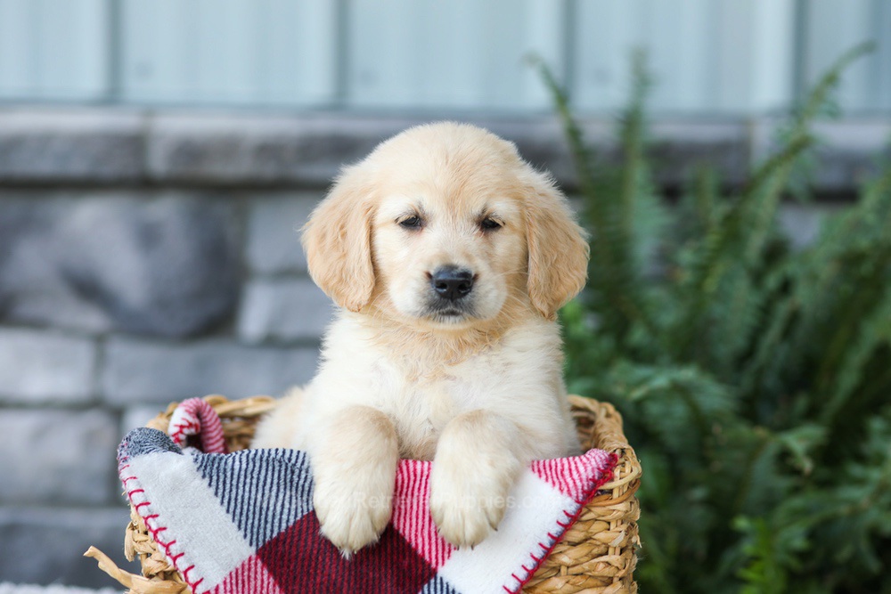 Frank Image of Frank, a Golden Retriever puppy