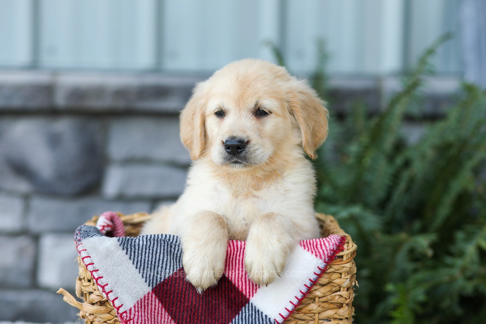 Frank Image of Frank, a Golden Retriever puppy