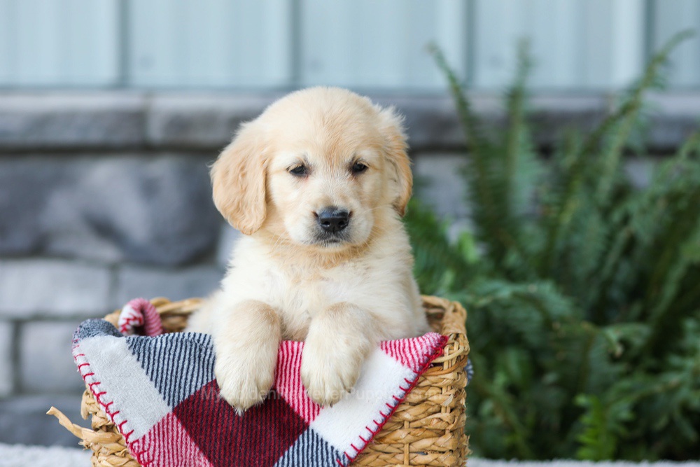 Frank Image of Frank, a Golden Retriever puppy