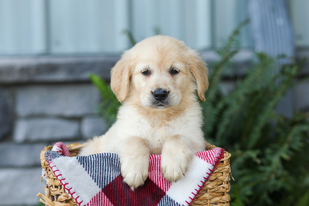Frank Image of Frank, a Golden Retriever puppy