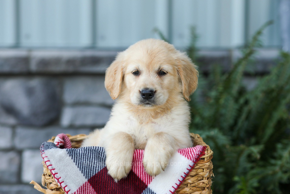 Frank Image of Frank, a Golden Retriever puppy