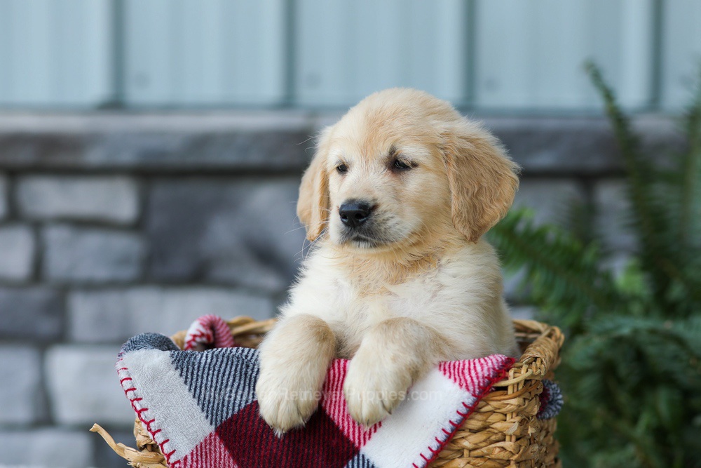 Frank Image of Frank, a Golden Retriever puppy