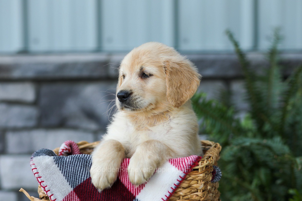 Frank Image of Frank, a Golden Retriever puppy