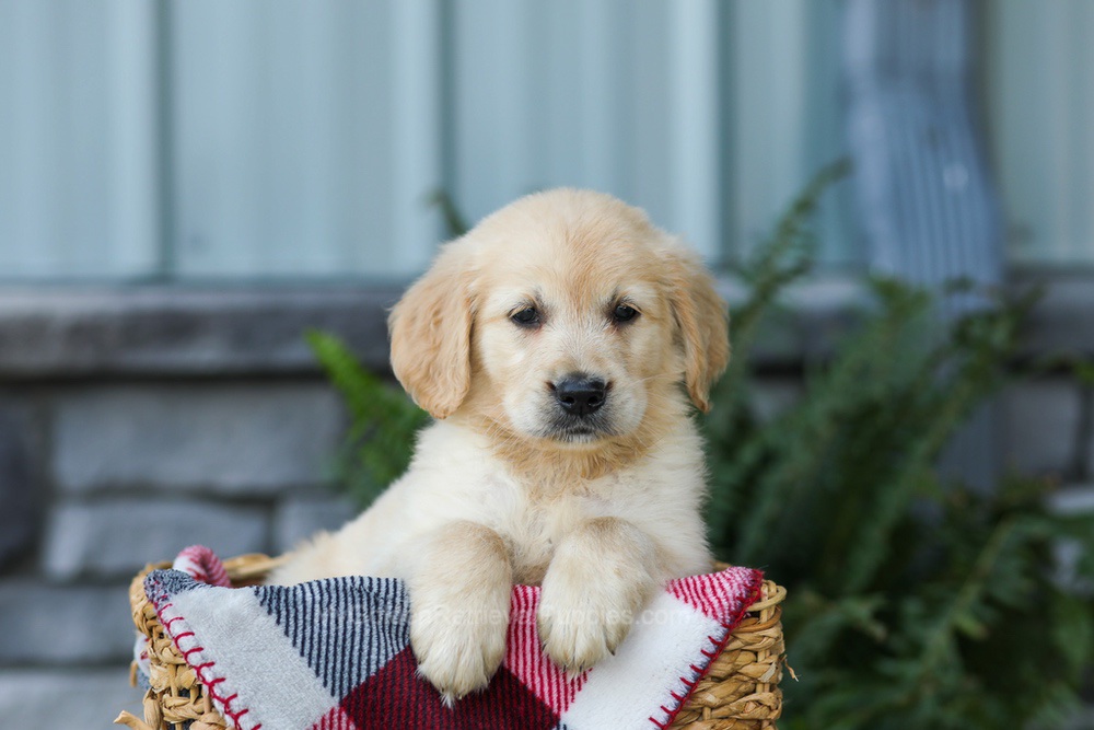 Frank Image of Frank, a Golden Retriever puppy