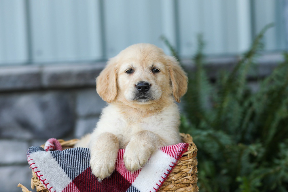 Frank Image of Frank, a Golden Retriever puppy