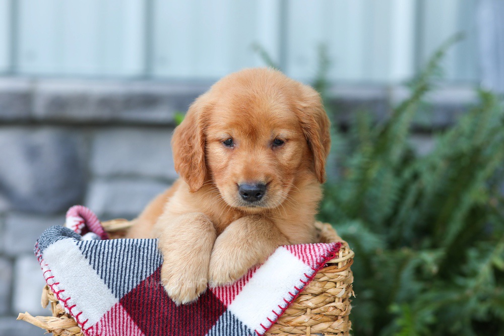 Frodo Image of Frodo, a Golden Retriever puppy