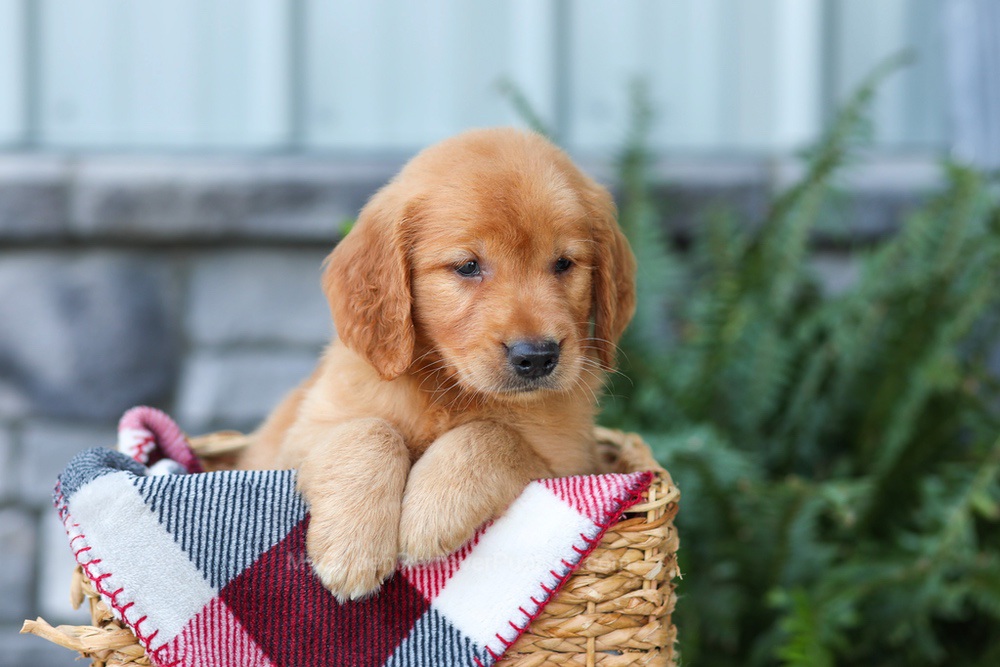 Frodo Image of Frodo, a Golden Retriever puppy