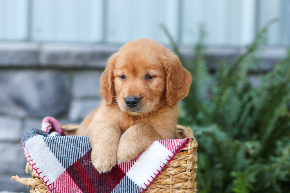 Frodo Image of Frodo, a Golden Retriever puppy